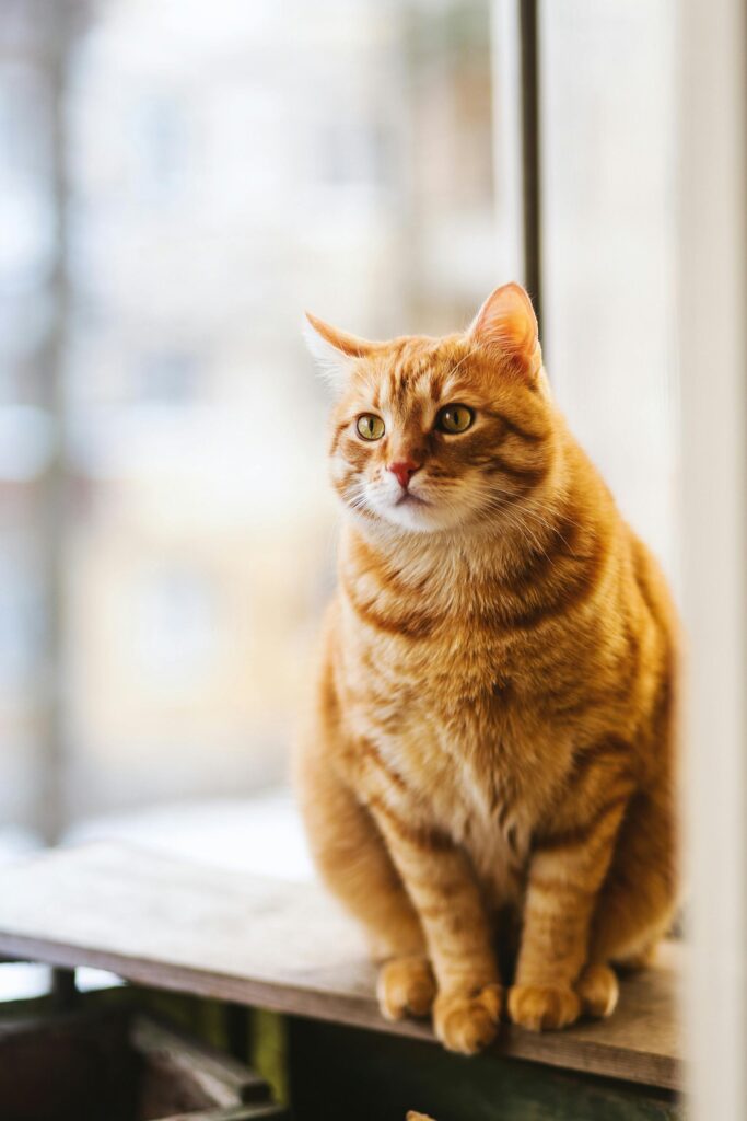 pexels-photo-1170986-1170986 A cute ginger tabby cat sits on a windowsill, basking in soft indoor light.