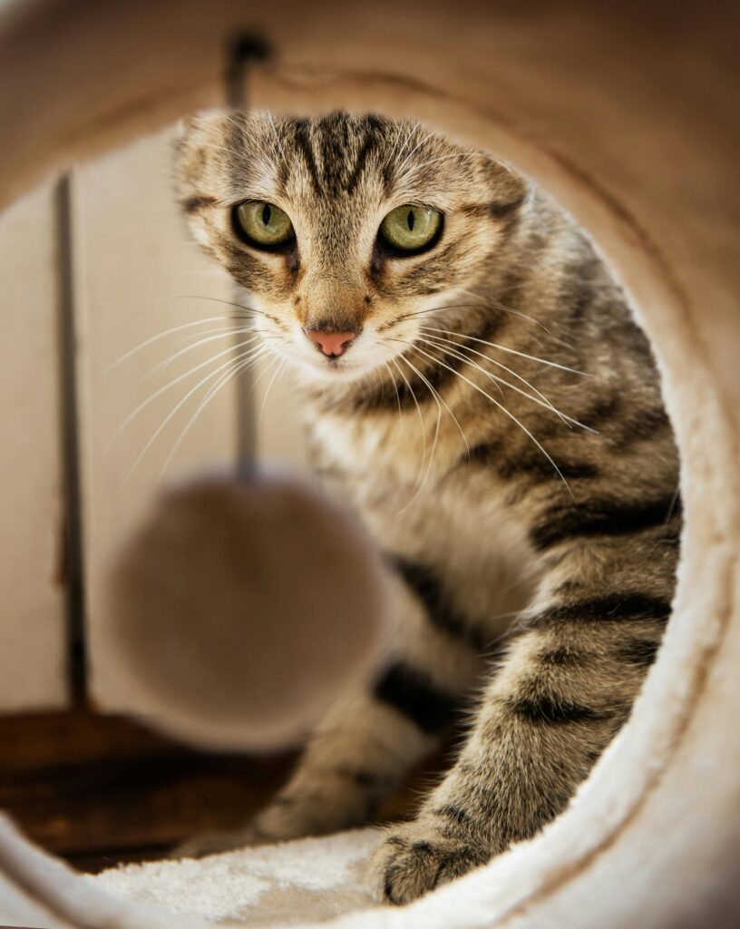 pexels-photo-271611-271611 A playful tabby cat intently looking through a tube at a toy ball indoors.